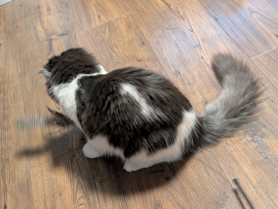 Kotka czarno biała Maine Coon. Zapraszamy