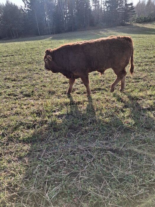 Sprzedam byczka LM limousine