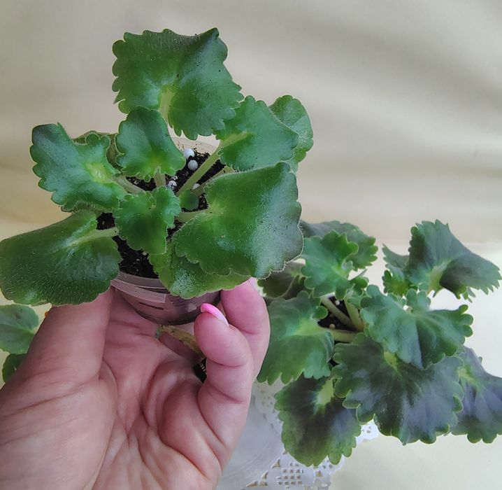 Сенполія сортова