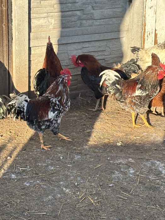 Sprzedam roczne koguty