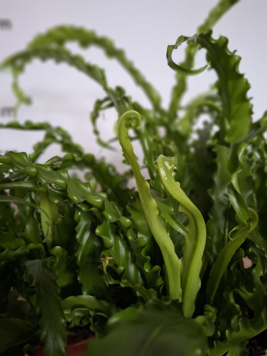 Asplenium antiquum 'Osaka'  WYSYŁKA