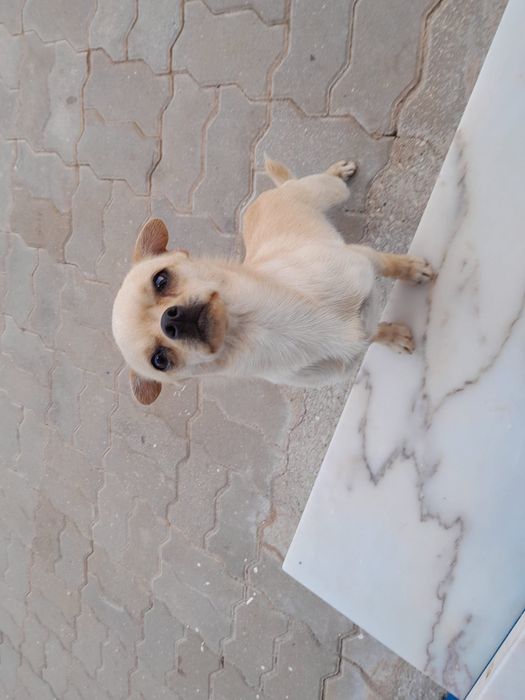 Chihuahua macho pelo curto