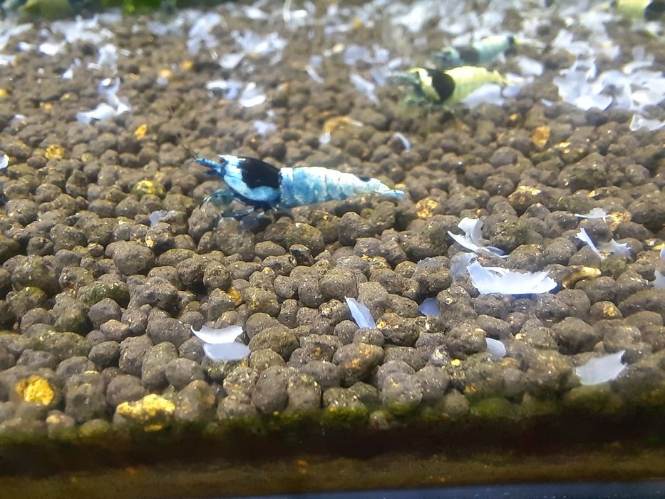 krewetki akwariowe Cardina Taiwan Mosura Black