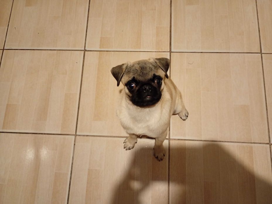 Собака породы Мопс