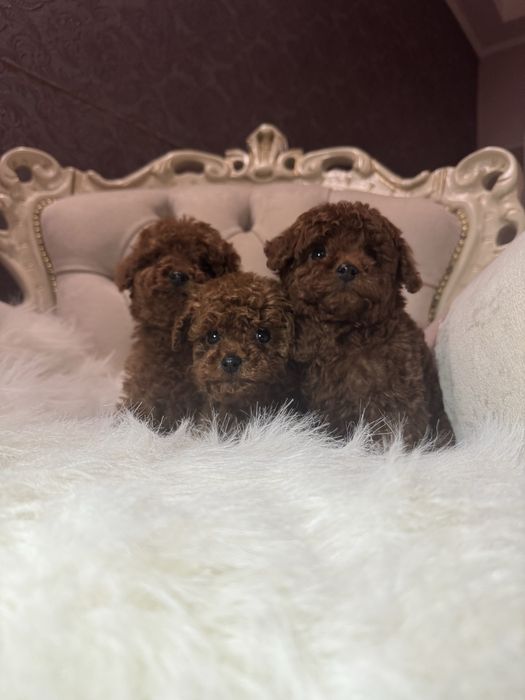 Той пудель щенки мальчики китай