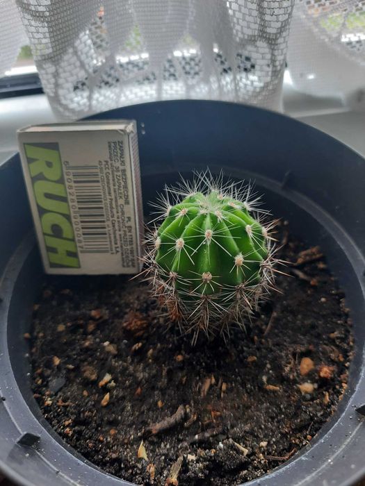 Kaktus który pięknie zakwitnie