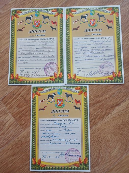 Змінять місце проживання фокстер'єр