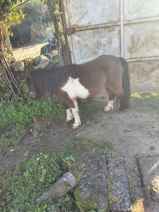 Pônei mansinho montado e engatado