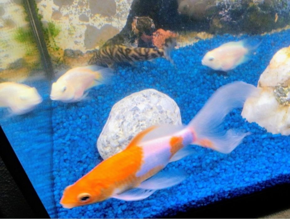 Vários peixes aceito troca