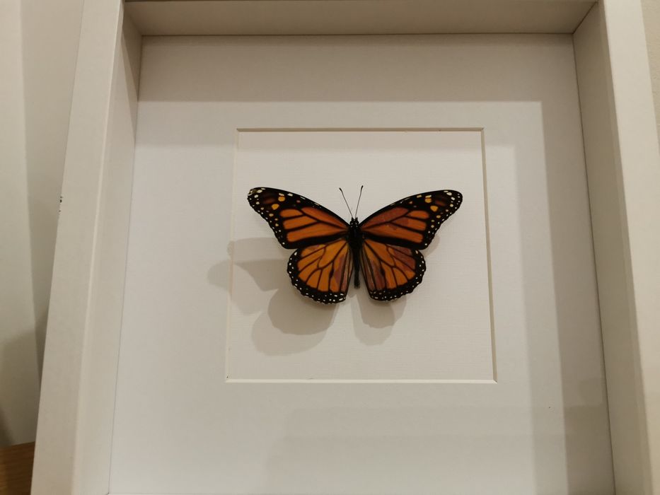 Monarch butterfly (Danaus plexippus) real
