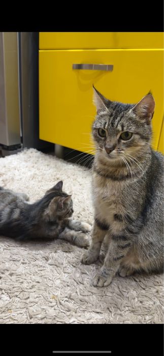 КОШЕНЯТА в теплу родину