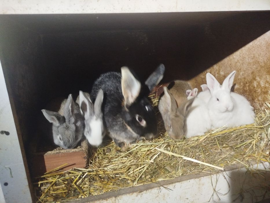Młode króliki na sprzedaż
