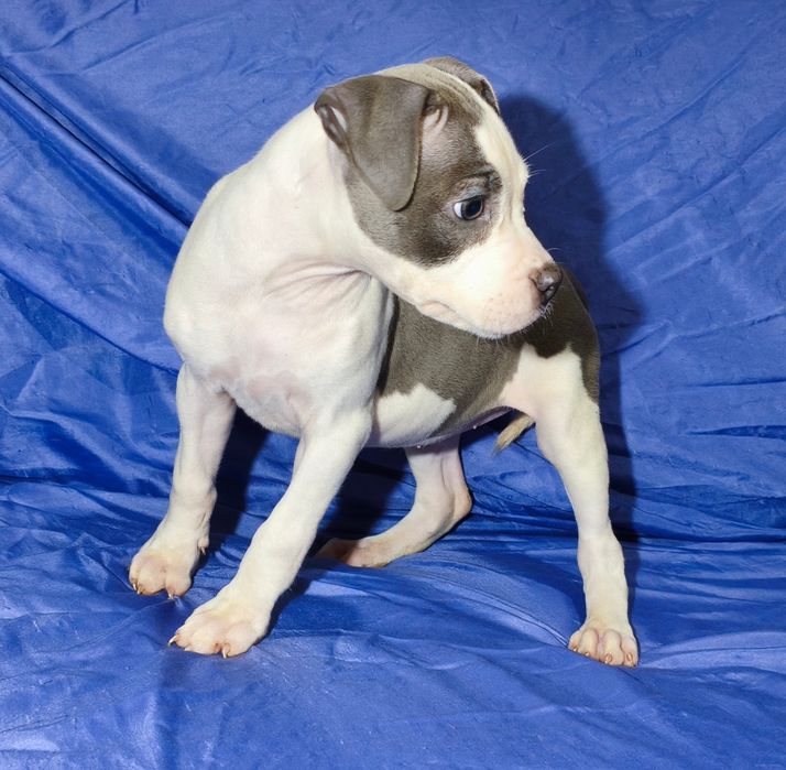 American Staffordshire Terrier fêmea blue