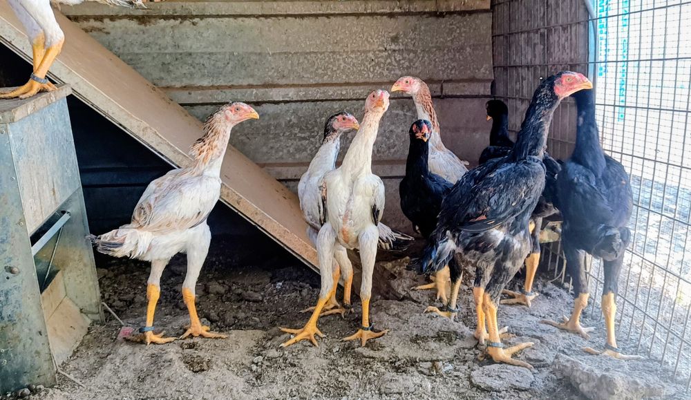 Galinhas Raça Pura Shamo