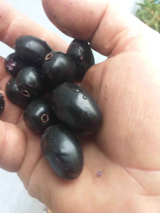 Jambolão (Syzygium cumini)