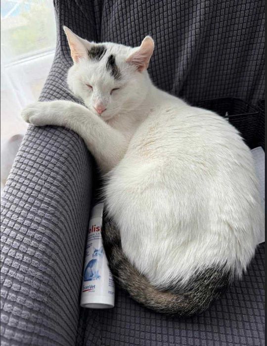 Kotek Taras, 2-3 lata, wykastrowany