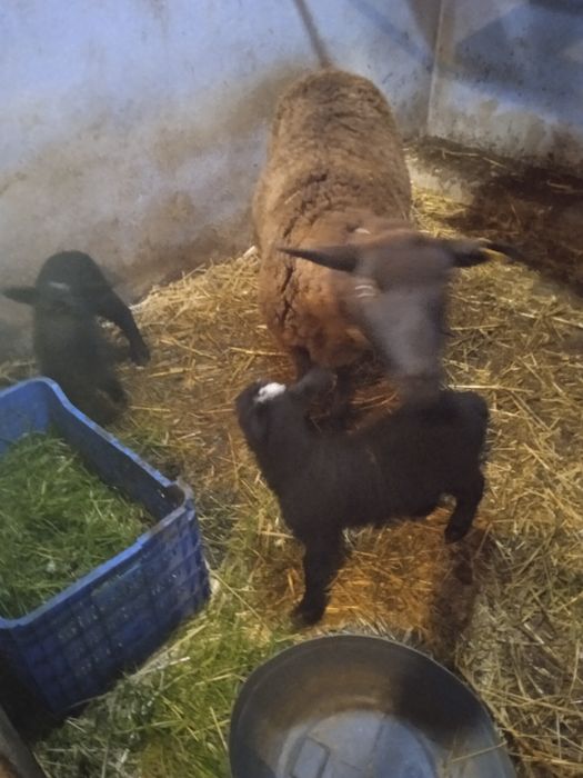 Vendo duas ovelhas e 4 borregos