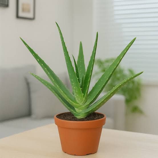 Vendo Aloe Vera, Espada São Jorge, Suculentas