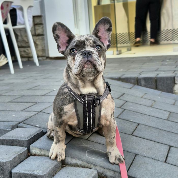 Французька булка