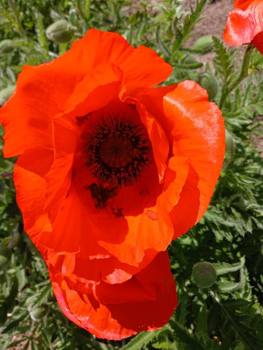 Маки декоративні