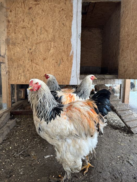 Брама Світла продам когути мають 1 рік