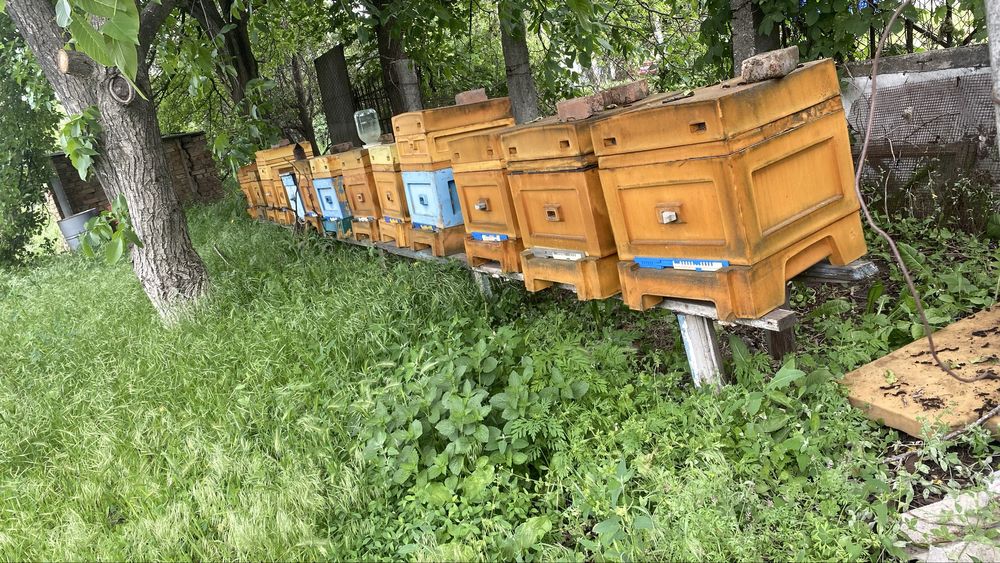 Вулики ппу 12 рамочні