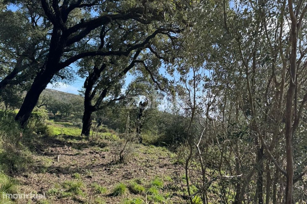 Terreno rústico localizado em Corte Grande, Monchique
