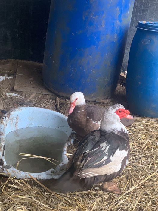 Kaczki francuskie/piżmowe