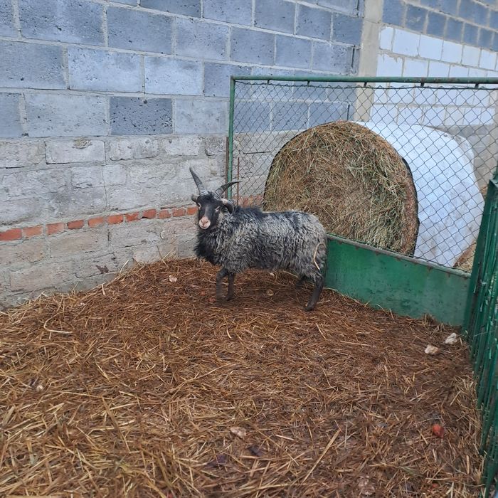 Witam sprzedam  barany