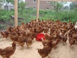 Кури ломан браун