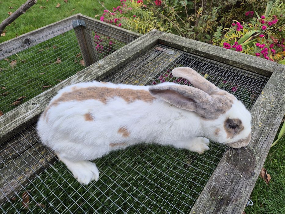 Srokacz niemiecki trójbarwny, samce