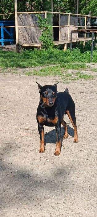 Вязка цвергпинчер!