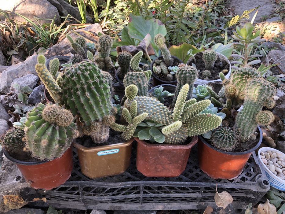 Композиції з кактусів