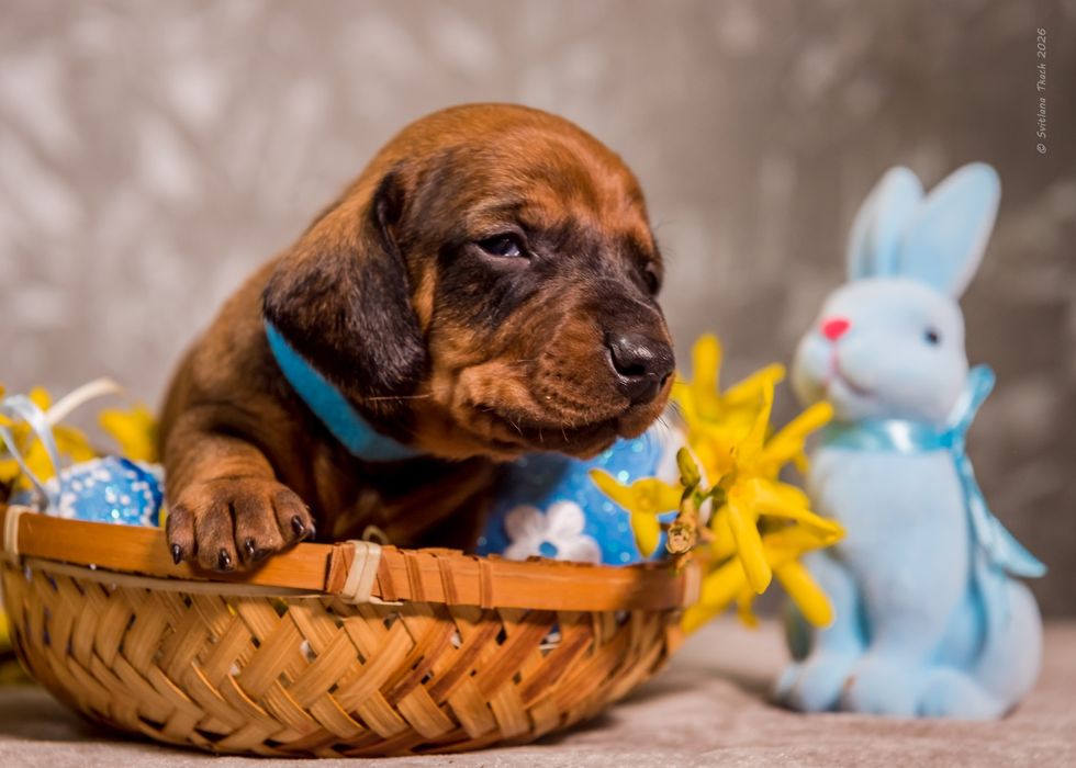 Цуценята такси стандартної