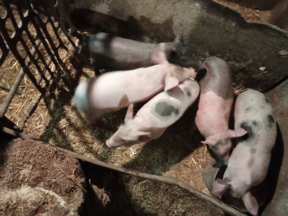 Продам поросят,вес до 10 кг