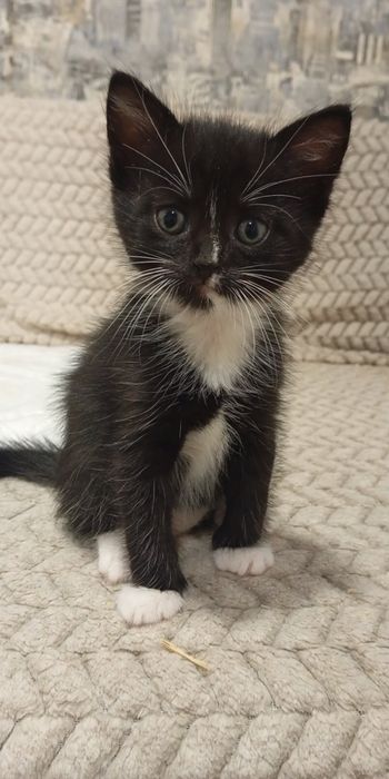 Котята мальчики и девочка