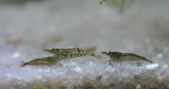 Аквариумные  Креветки,  рыбы, растения, Хелены