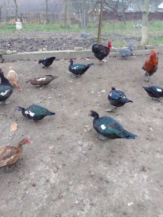 Качки мускатні"шипуни" важка лініячорні інкубаційне яйце  і каченята