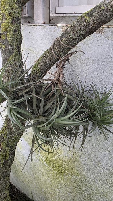 Tilandsia, planta aérea, sem vaso