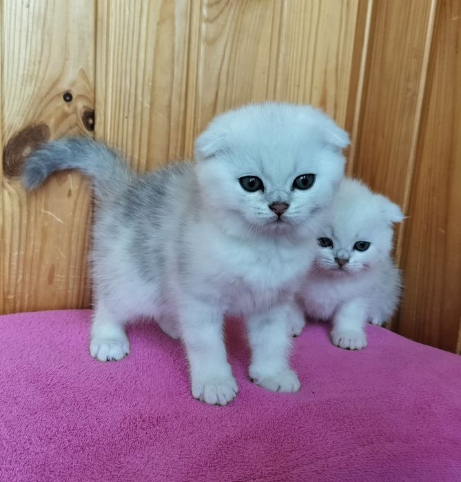 Хлопчики й дівчатка срібні шиншилятка