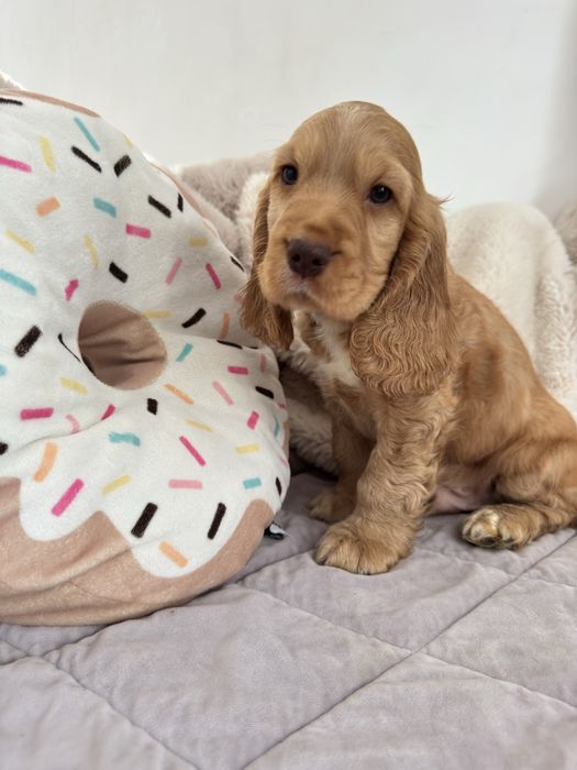 MUZYK Cocker Spaniel Angielski, piesek REZERWACJA