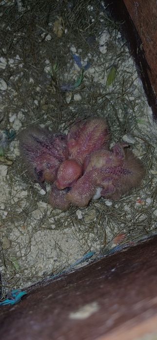 caturas  e  rosicollis  para Criar  a mão