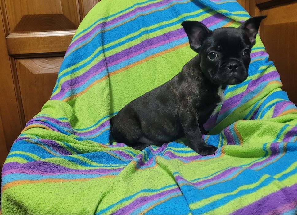 Bulldog francês preto