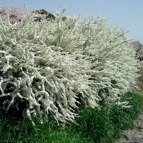 Спірея Вангута Аргута в горщику