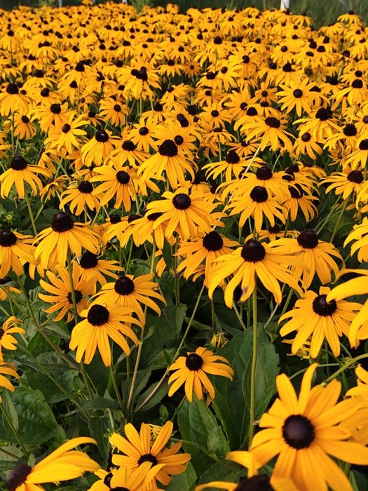 Rudbekia Błyskotliwa Yucon Gold