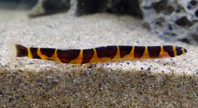 Акантофтальмус кюля рибка акваріумна