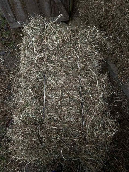 Продам тюки з сіна