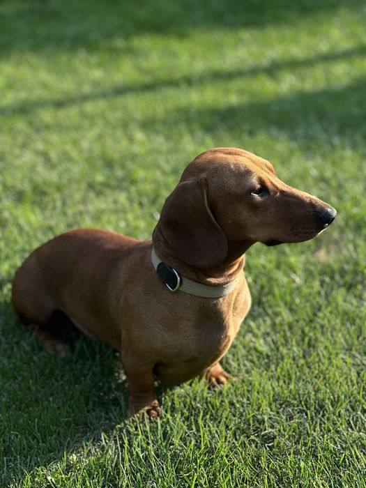 Такса хлопчик для вʼязки