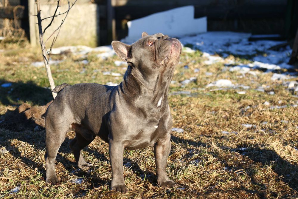 Французський бульдог запрошує наречених.