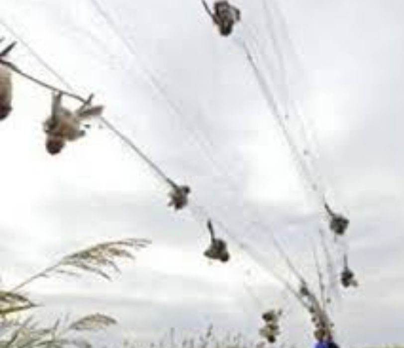 Redes utra finas  para aves